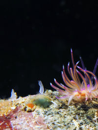 爱丽丝光纤海蛞蝓