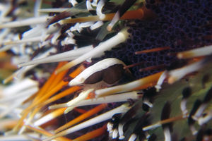 Gnathophylloides mineri