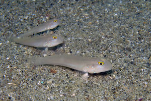 Valenciennea sexguttata