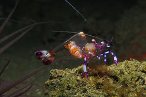 Ancylomenes luteomaculatus