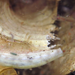 Phyllaplysia lafonti