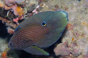 Calloplesiops altivelis