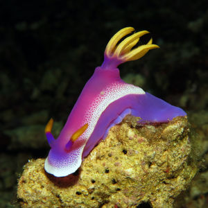Hypselodoris apolegma