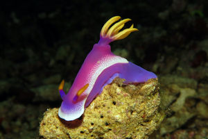 Hypselodoris apolegma