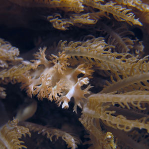 Marionia arborescens