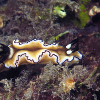 黑边多彩海蛞蝓