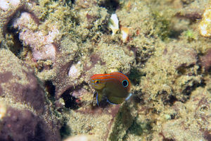 Pomacentrus bankanensis