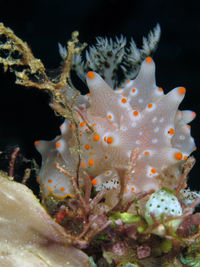 八打雁盘海蛞蝓