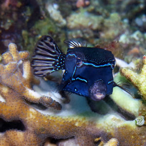 Ostracion solorensis