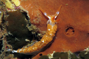 Moridilla brockii