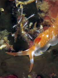 红羽灰翼海蛞蝓