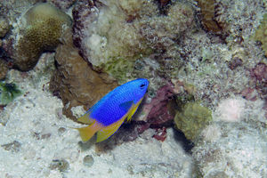 Pomacentrus caeruleus