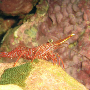 Rhynchocinetes uritai