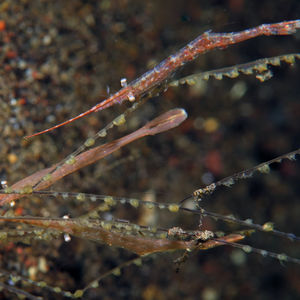 Tozeuma carolinense