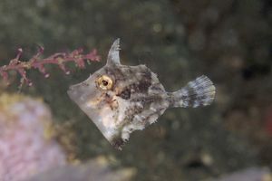 Paramonacanthus choirocephalus