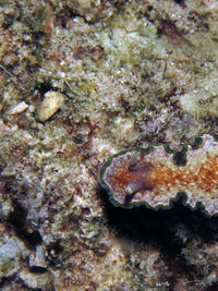 暗衣多彩海蛞蝓