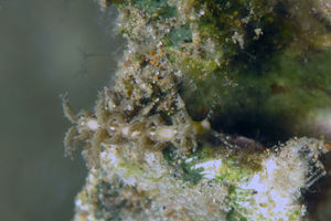 Limenandra confusa