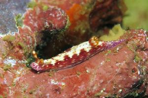 Hypselodoris decorata
