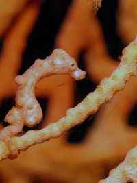 丹尼斯豆丁海马