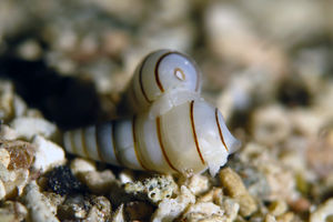 Pyramidella dolabrata