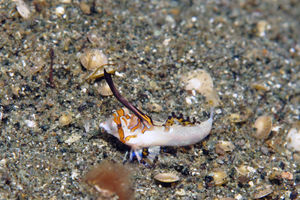 Dactylopus kuiteri