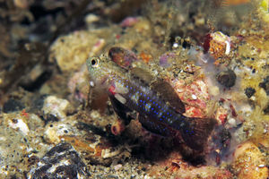 Asterropteryx striata