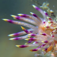 美艳扇羽海蛞蝓