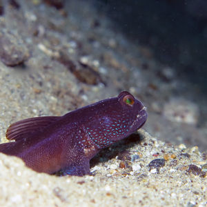 Cryptocentrus fasciatus