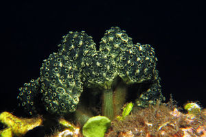 Nephtheis fascicularis