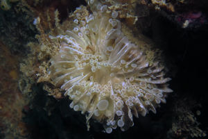 Fimbriaphyllia divisa