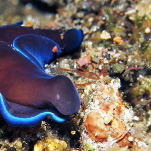 Tubulophilinopsis gardineri