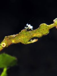 仙掌藻鬼龙
