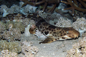 Hemiscyllium halmahera