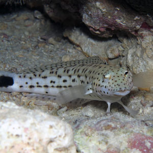 Parapercis hexophtalma
