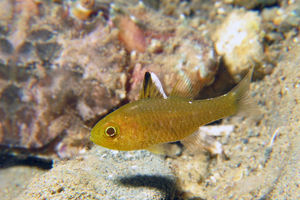 Ostorhinchus hoevenii