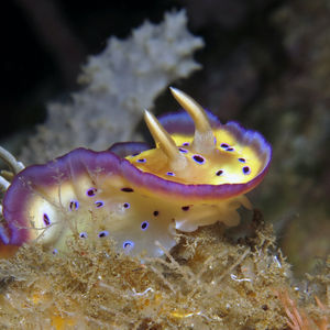 Goniobranchus kuniei