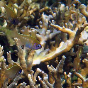 Zoramia leptacantha