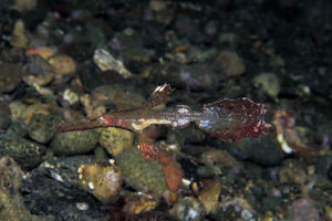 Solenostomus leptosoma