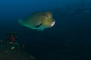 Bolbometopon muricatum