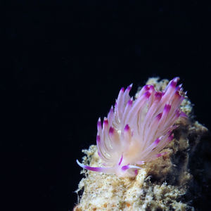 Coryphellina lotos