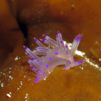 莲花扇羽海蛞蝓