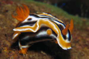 Chromodoris magnifica