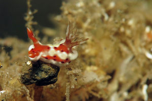 Plocamopherus margaretae