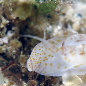 Notocochlis gualtieriana