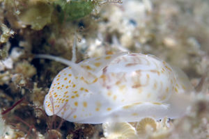 Notocochlis gualtieriana