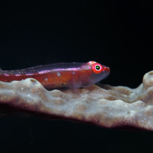 Pleurosicya mossambica