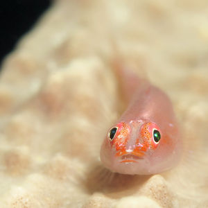 Pleurosicya mossambica