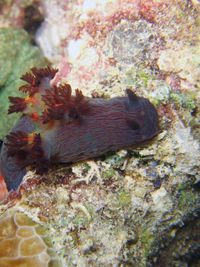 棕色多角海蛞蝓