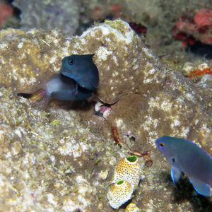 Ecsenius namiyei