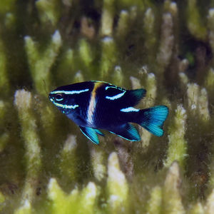 Neoglyphidodon oxyodon